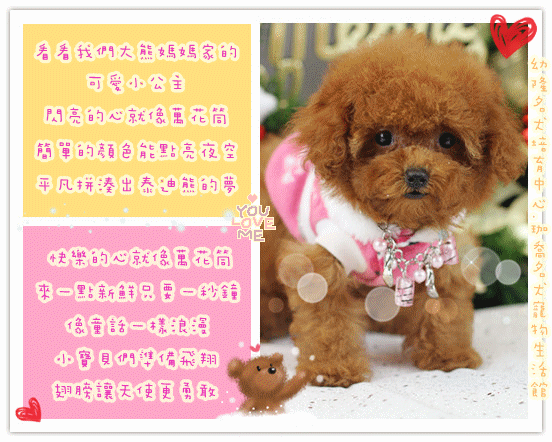 shanghai tang lifestyle! ♥Teacup poodle♥Toy poodle♥Super tiny teacup