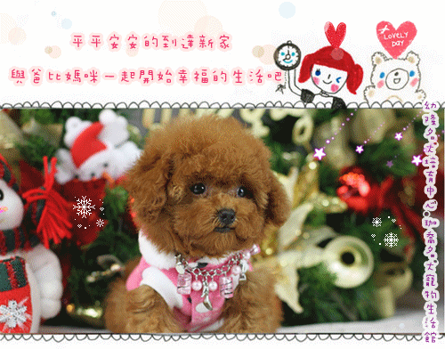 shanghai tang lifestyle! ♥Teacup poodle♥Toy poodle♥Super tiny teacup