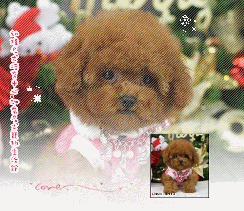 shanghai tang lifestyle! ♥Teacup poodle♥Toy poodle♥Super tiny teacup