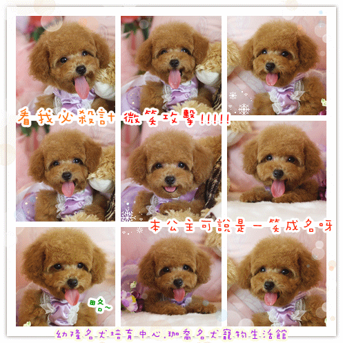 teacup yorkie vs regular yorkie teacup teddy breeds picture teacup yorkie vs regular yorkie teacup teddy breeds picture