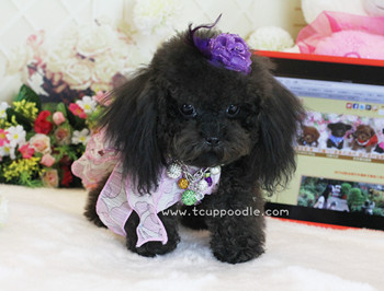 Pocket Teacup poodle