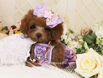 Super Tiny Teacup - Pocket Poodle