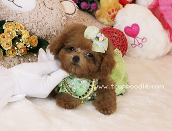 Pocket Teacup - Super Tiny Teacup Poodle