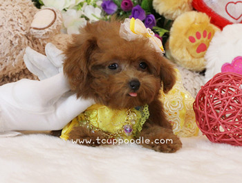 Super Tiny Teacup Poodle - Small Teacup poodle