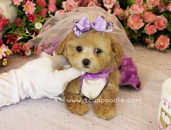 Teacup poodle