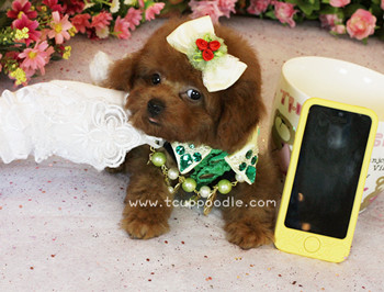 teacup poodle