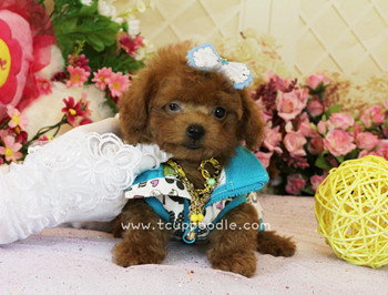 teacup poodle