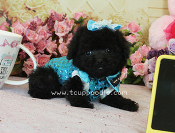 teacup poodle