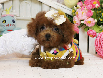 Big Teacup -Teacup Toy Poodle