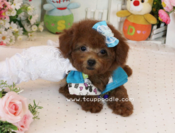 Big Teacup Poodle - Teacup Toy Poodle