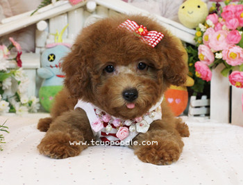 Toy poodle