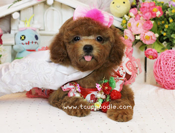 toy poodle