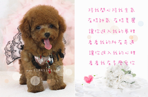 Tiny la toy teacup sales poodles