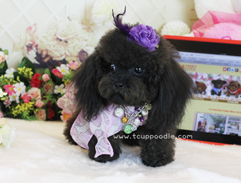 Pocket Teacup poodle
