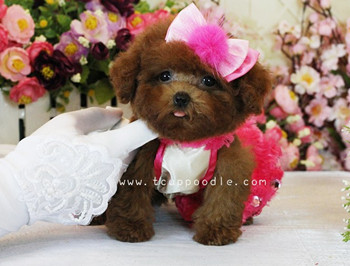 Pocket Teacup poodle