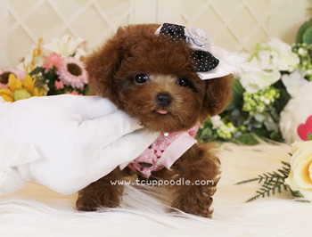 Super Tiny Teacup - Pocket Poodle
