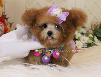 Super Tiny Teacup - Pocket Poodle