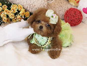 Pocket Teacup - Super Tiny Teacup Poodle
