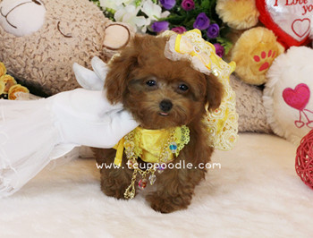 Super Tiny Teacup Poodle - Small Teacup poodle