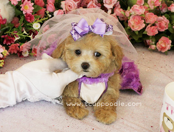 teacup poodle