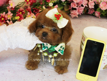 teacup poodle