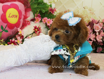 teacup poodle