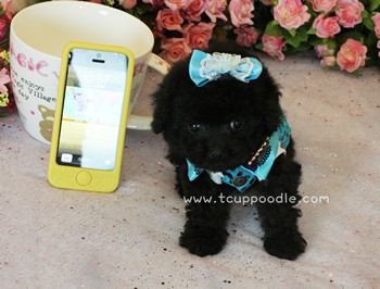 teacup poodle