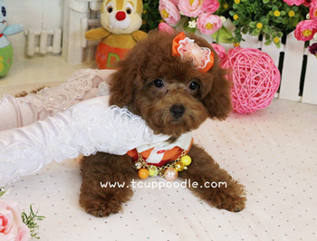 Big Teacup -Teacup Toy Poodle