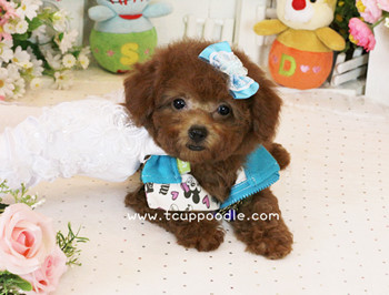 Big Teacup Poodle - Teacup Toy Poodle