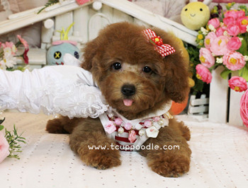 Toy poodle