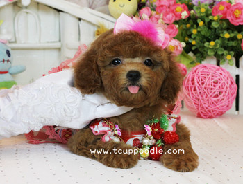toy poodle