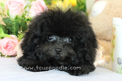 Pocket Teacup poodle