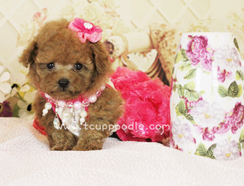 Pocket Teacup poodle