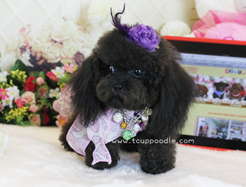 Pocket Teacup poodle