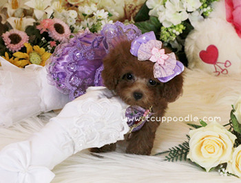 Super Tiny Teacup - Pocket Poodle