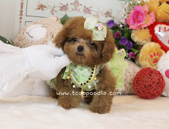 Pocket Teacup - Super Tiny Teacup Poodle