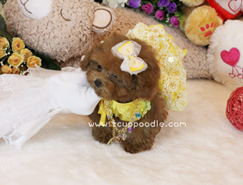 Super Tiny Teacup Poodle - Small Teacup poodle