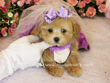 Teacup poodle
