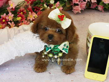 teacup poodle