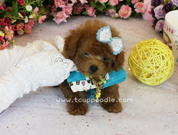 teacup poodle