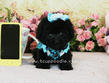 teacup poodle