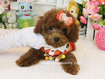 Big Teacup -Teacup Toy Poodle