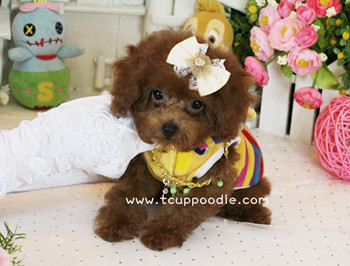 Big Teacup -Teacup Toy Poodle