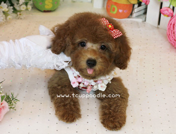 Toy poodle