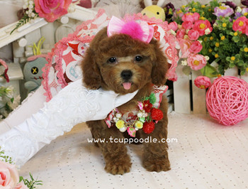 toy poodle