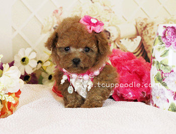 Pocket Teacup poodle