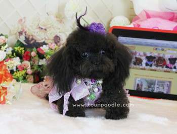 Pocket Teacup poodle