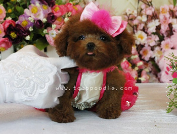 Pocket Teacup poodle