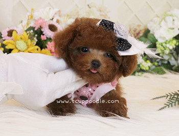 Super Tiny Teacup - Pocket Poodle
