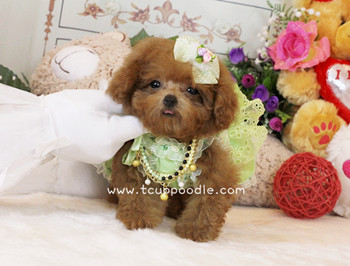 Pocket Teacup - Super Tiny Teacup Poodle